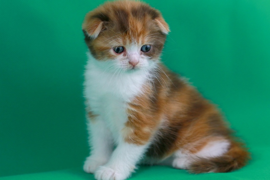 Photogallery Catlines Pauline Caramel Dream Chatterie Des Chats Scottish Fold Scottish Straight Highland Fold Catlines